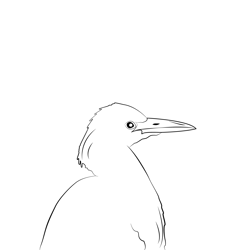Cattle Egret 15 Free Coloring Page for Kids