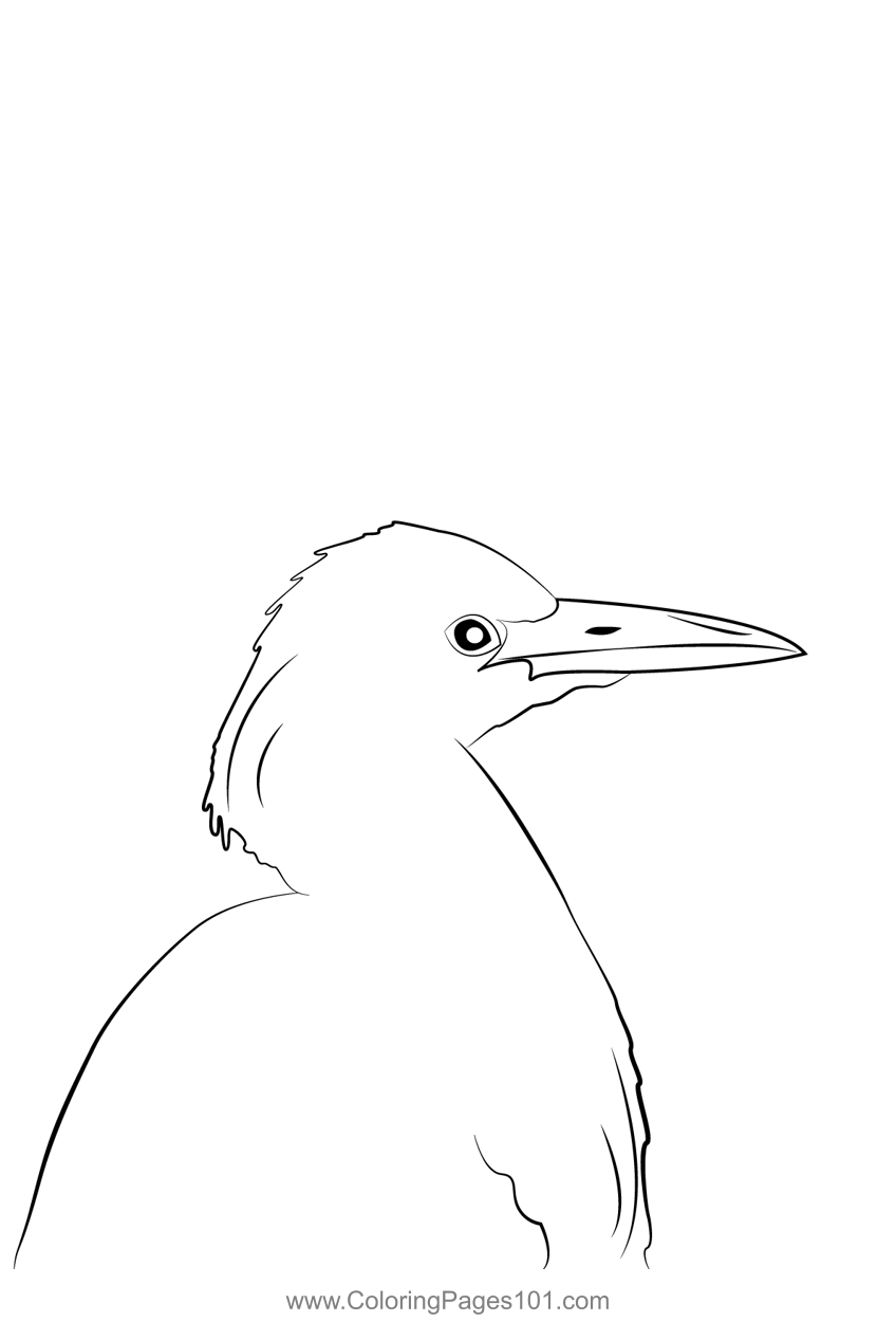 Cattle Egret 15