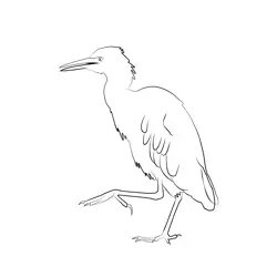 Cattle Egret 16 Free Coloring Page for Kids