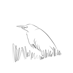 Cattle Egret 17 Free Coloring Page for Kids