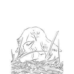 Cattle Egret 18 Free Coloring Page for Kids