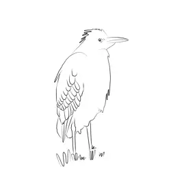 Cattle Egret 19 Free Coloring Page for Kids