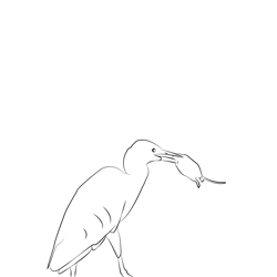 Cattle Egret 20 Free Coloring Page for Kids