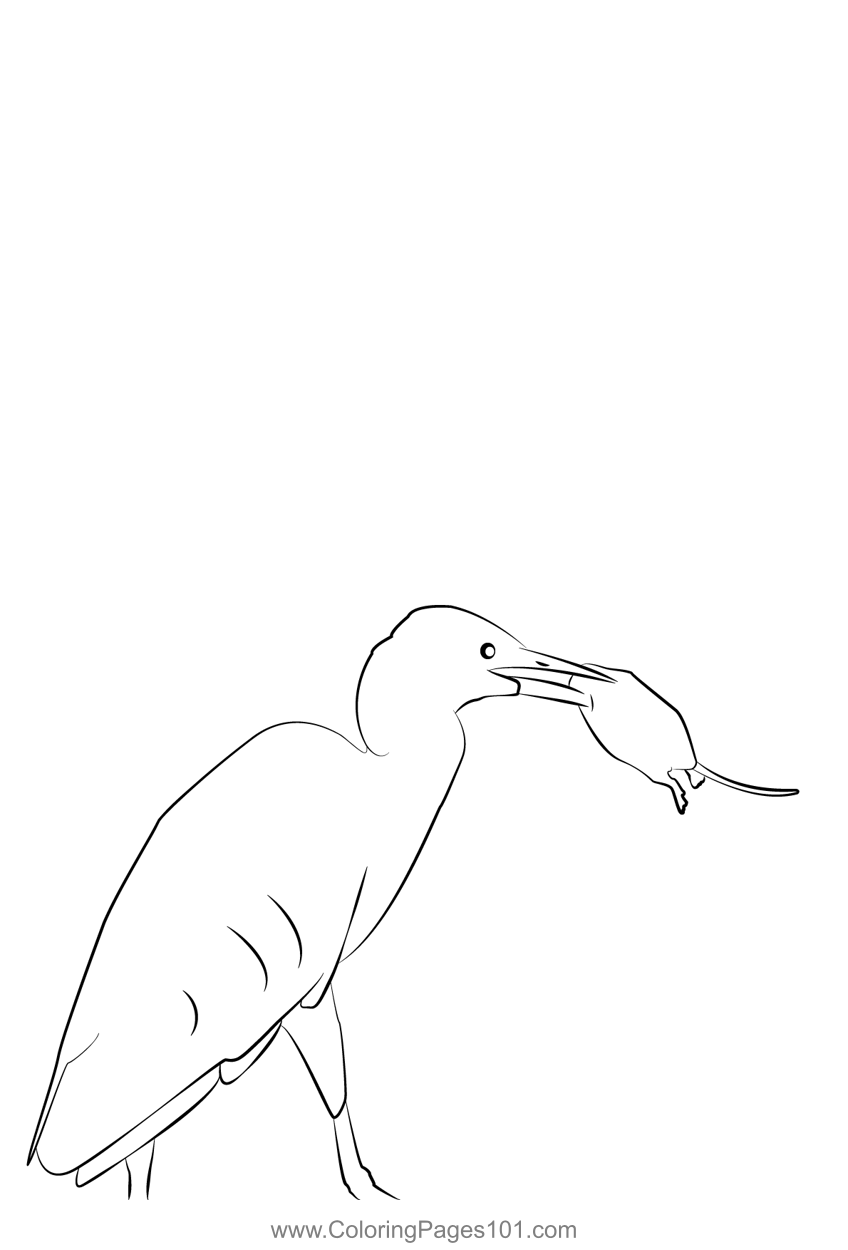 Cattle Egret 20
