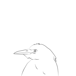 Cattle Egret 23 Free Coloring Page for Kids
