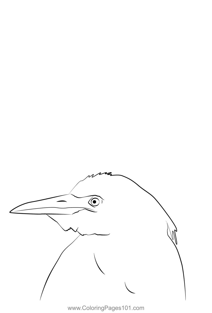 Cattle Egret 23