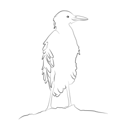 Cattle Egret 24 Free Coloring Page for Kids