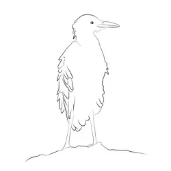 Cattle Egret 24 Free Coloring Page for Kids