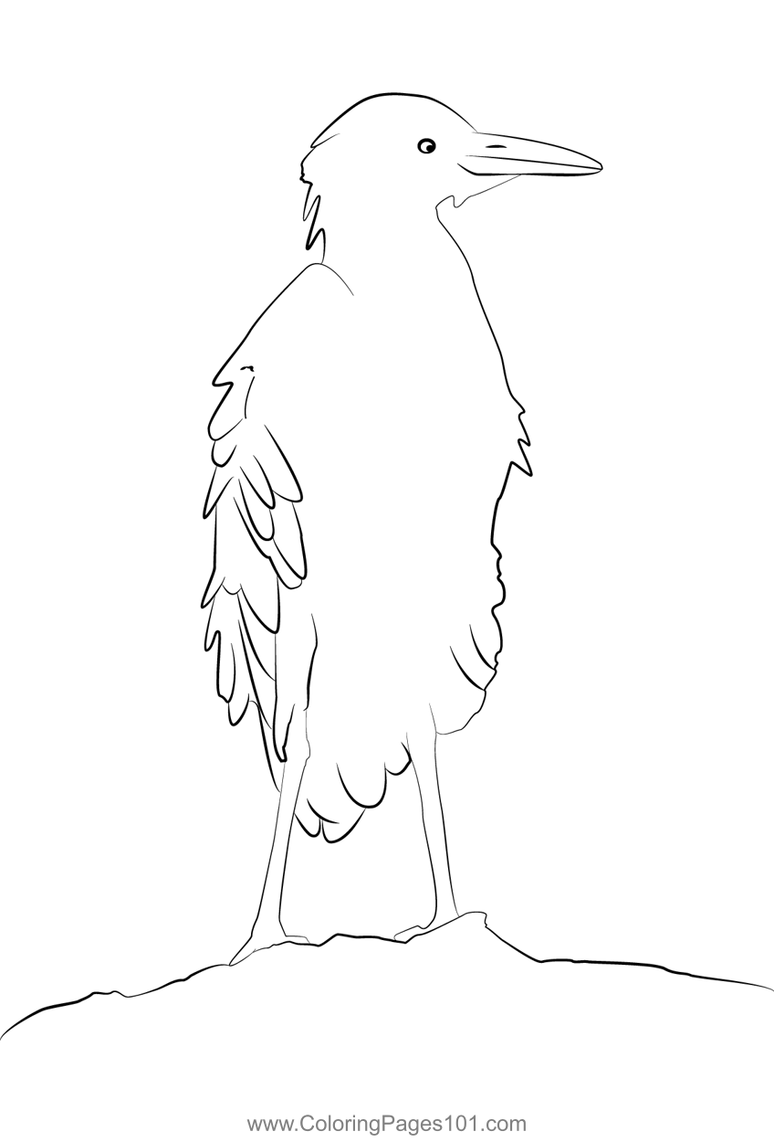 Cattle Egret 24