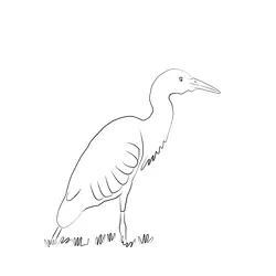 Cattle Egret 26 Free Coloring Page for Kids