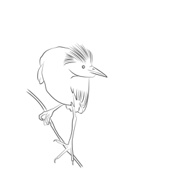 Cattle Egret 27 Free Coloring Page for Kids