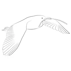 Cattle Egret 28 Free Coloring Page for Kids