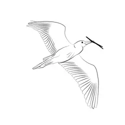 Cattle Egret 3 Free Coloring Page for Kids
