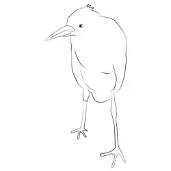Cattle Egret 30 Free Coloring Page for Kids