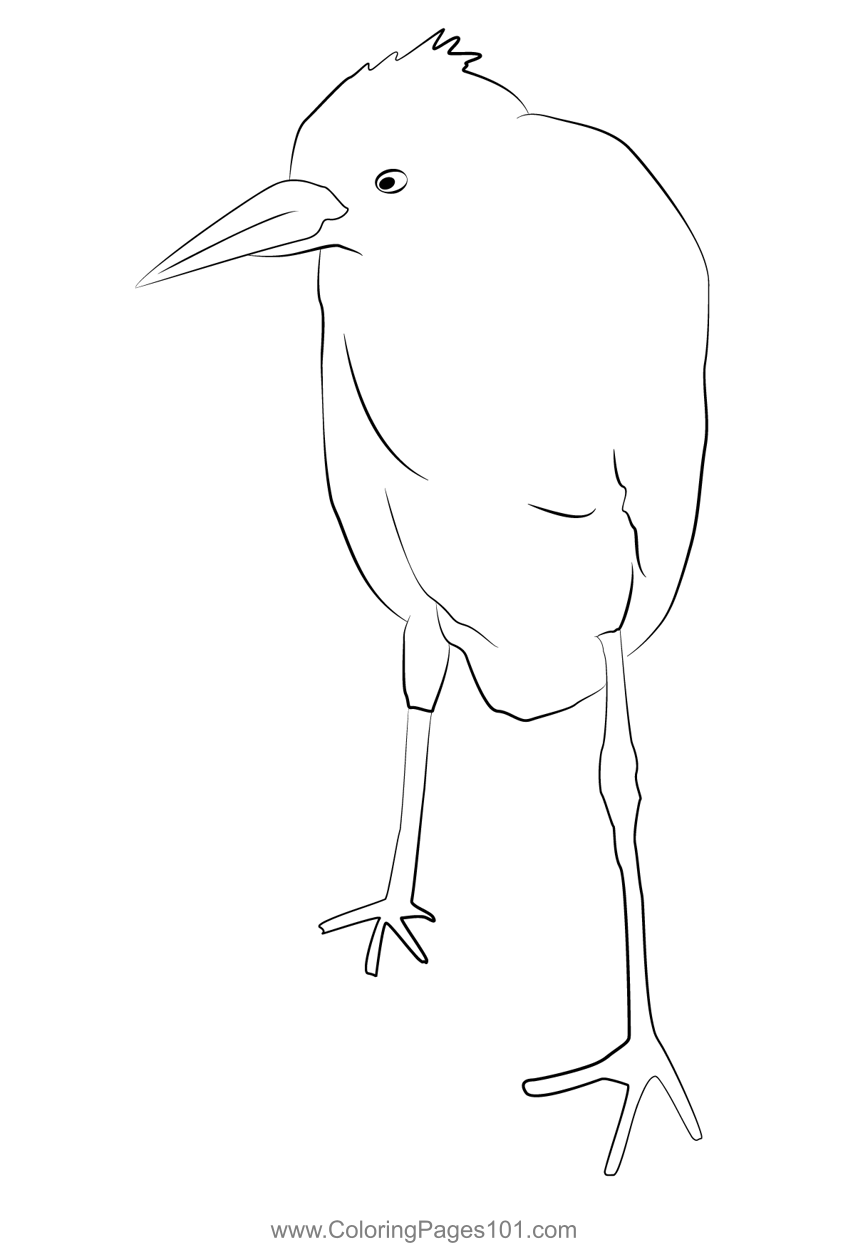 Cattle Egret 30