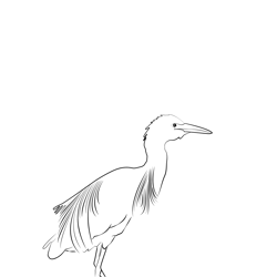 Cattle Egret 4 Free Coloring Page for Kids