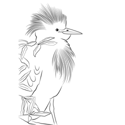 Cattle Egret 5 Free Coloring Page for Kids