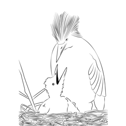 Cattle Egret 6 Free Coloring Page for Kids