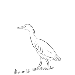 Cattle Egret 7 Free Coloring Page for Kids