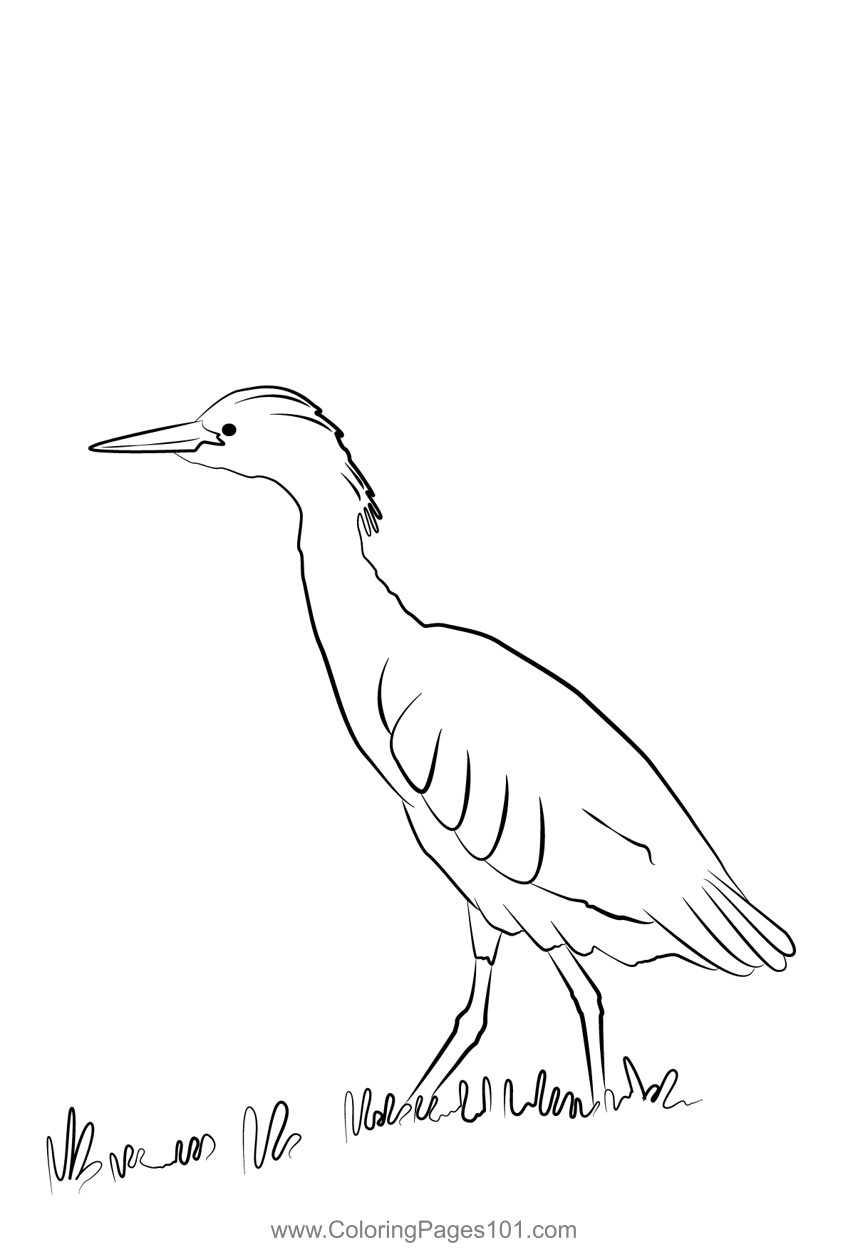 Cattle Egret 7