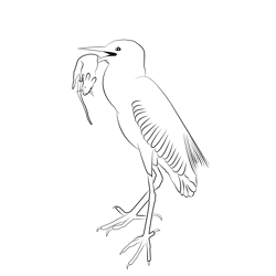 Cattle Egret 8 Free Coloring Page for Kids