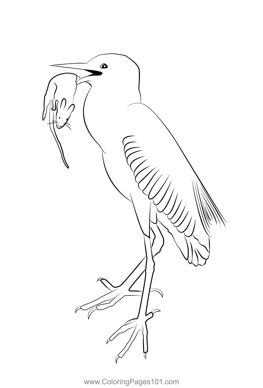 Cattle Egret 8