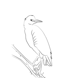 Cattle Egret 9 Free Coloring Page for Kids