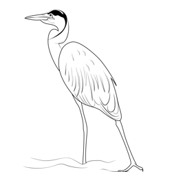 Great Blue Heron Durham Male Free Coloring Page for Kids