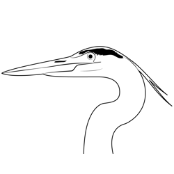 Great Blue Heron Head Free Coloring Page for Kids
