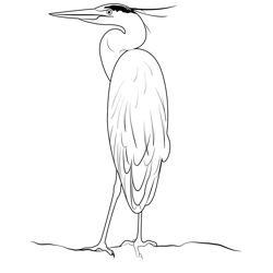 Great Blue Heron On Rock Free Coloring Page for Kids