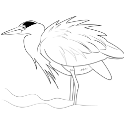 Great Blue Heron Ruffling Feathers Free Coloring Page for Kids