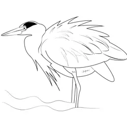 Great Blue Heron Ruffling Feathers