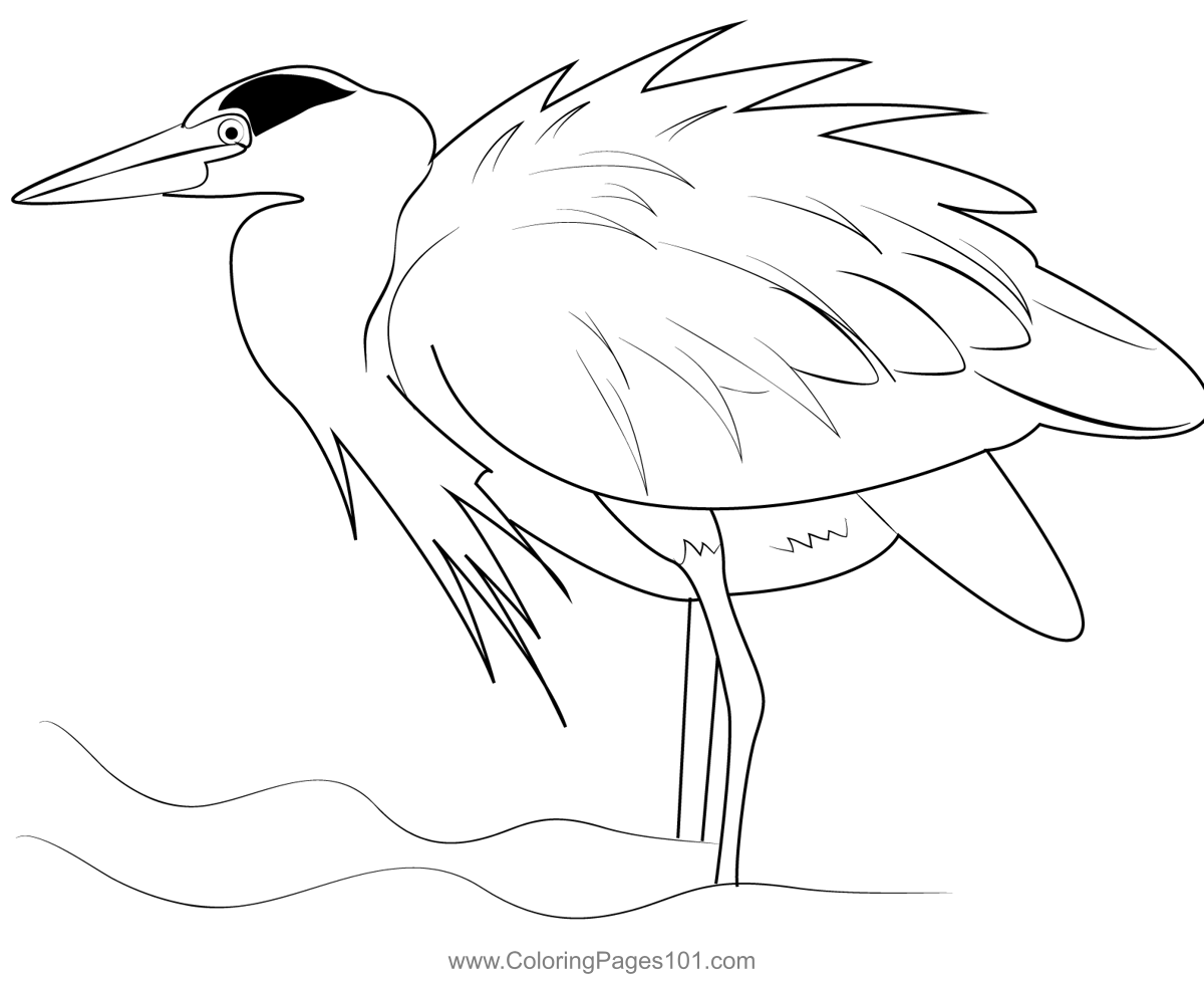 Great Blue Heron Ruffling Feathers Coloring Page for Kids - Free Herons ...