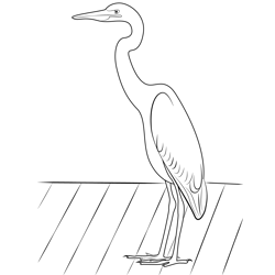 Great Blue Heron Standing On Dock Free Coloring Page for Kids