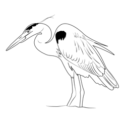 Great Blue Heron Walk Free Coloring Page for Kids