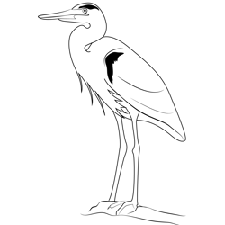 Great Blue Heron Free Coloring Page for Kids