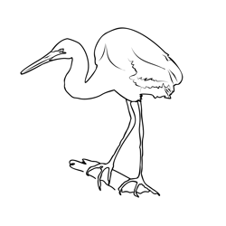 Great White Egret 2 Free Coloring Page for Kids