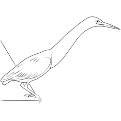 Green Heron Long Neck Free Coloring Page for Kids