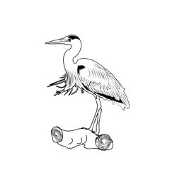 Grey Heron 1 Free Coloring Page for Kids