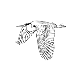 Grey Heron 4 Free Coloring Page for Kids