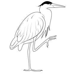 Grey Heron Free Coloring Page for Kids