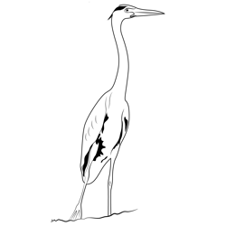 Heron 2 Free Coloring Page for Kids