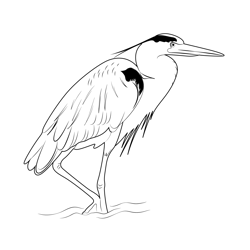 Heron 3 Free Coloring Page for Kids
