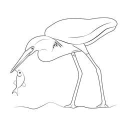 Heron Bird Catch A Fish Free Coloring Page for Kids