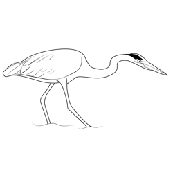Heron Bird Free Coloring Page for Kids