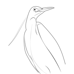 Heron Close Up Free Coloring Page for Kids