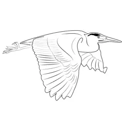 Heron Fly Bird