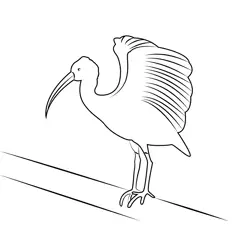 Heron Spreading Wings Free Coloring Page for Kids