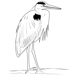 Heron Standing On Leg Free Coloring Page for Kids
