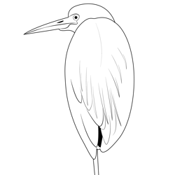Little Blue Heron 1 Free Coloring Page for Kids